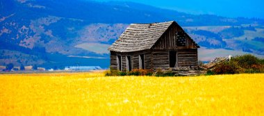 Farmground alan tahıl ile üzerinde Kabin eski homestead