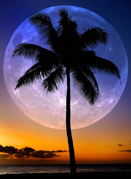 Palme Silhouetted Tramonto Vicino Alla Spiaggia Dell Oceano Posizione Tropicale — Foto Stock