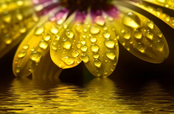 Flor Primavera Amarilla Fresca Con Reflejo Gotas Agua —  Fotos de Stock