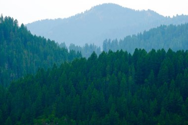 Dağlardaki yemyeşil çam ormanları vadilerle kaplı.