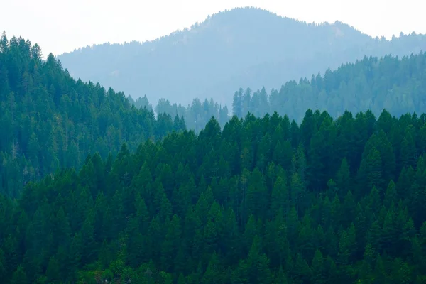Saftig Grüne Kiefernwälder Den Bergen Die Mit Tälern Überzogen Sind — Stockfoto