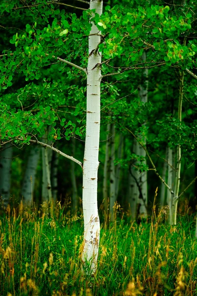 Aspen Stromy Bílými Kmeny Během Léta Svěží Zelené Lesní Divočiny — Stock fotografie