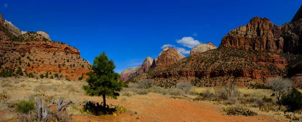 View Zions National Park Canyon Pine Tree Blue Sky Cliffs — стоковое фото