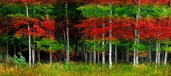 Aspen Stromy Bílými Kmeny Během Léta Svěží Zelené Červené Listy — Stock fotografie