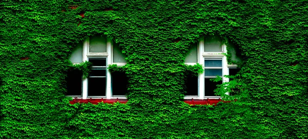 Fenêtres Briques Rouges Recouvertes Lierre Vert Croissance Luxuriante Sur Mur — Photo