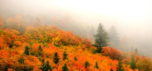 Осінній Осінній Клен Соснові Дерева Гірському Схилі Вицвітанням Туману — стокове фото