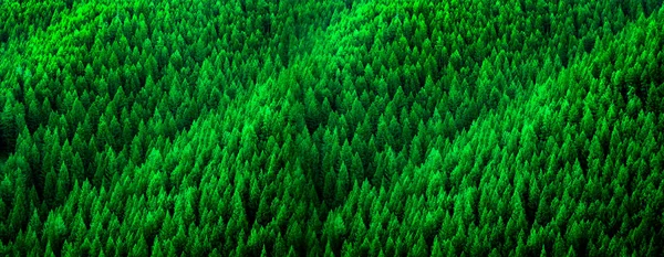 Forest Pine Trees Wilderness Mountains Rugged Lush Green Forrest — Stock Photo, Image