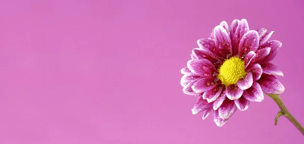 Рожева Квітка Центру Жовтий Яскравий Фон — стокове фото