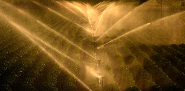 Campo Agricolo Con Irrigatori Spruzzo Acqua Irrigazione Retroilluminato Dalla Luce — Foto Stock