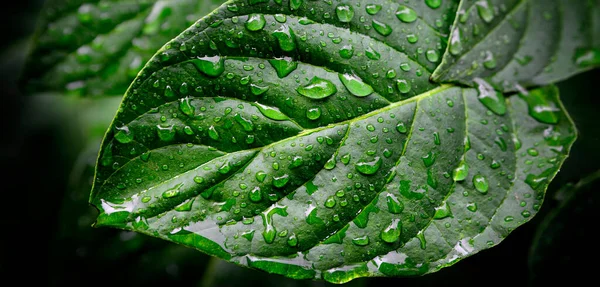 Fresh Green Leaves Growth Rain Drops Spring Growing Lush Greenery — Stock Photo, Image