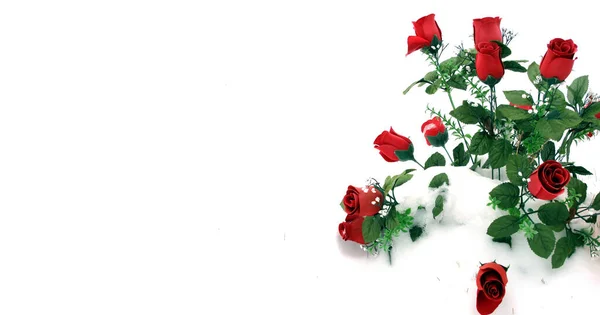 Rosen Die Liebe Und Romantik Auf Schneeweißem Hintergrund Repräsentieren — Stockfoto