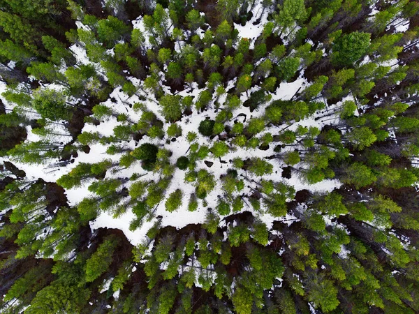 Aerial View Drone Trees Covered Snow Pine Forest Woods Wilderness — Stock Photo, Image