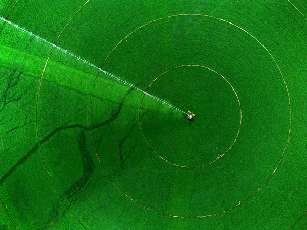 Воздушный Обзор Беспилотника Зеленого Поля Сельскохозяйственных Культур Выращиваемых Помощью Роторных — стоковое фото