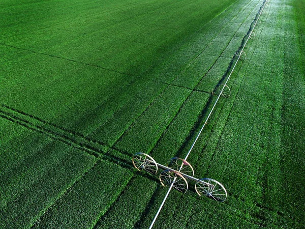 Воздушный Обзор Беспилотника Летящего Над Зеленым Сельскохозяйственным Полем Выращивающего Урожай — стоковое фото