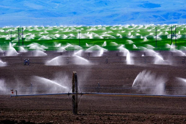 Irrigatori Irrigazione Terreni Coltivati Solco Coltivazione Colture Verdi — Foto Stock