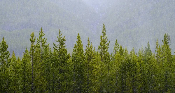 Borovice Lesní Divočině Při Sněhové Bouři Padající — Stock fotografie