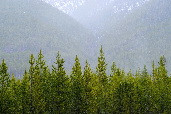 Pins Dans Forêt Sauvage Pendant Tempête Neige — Photo