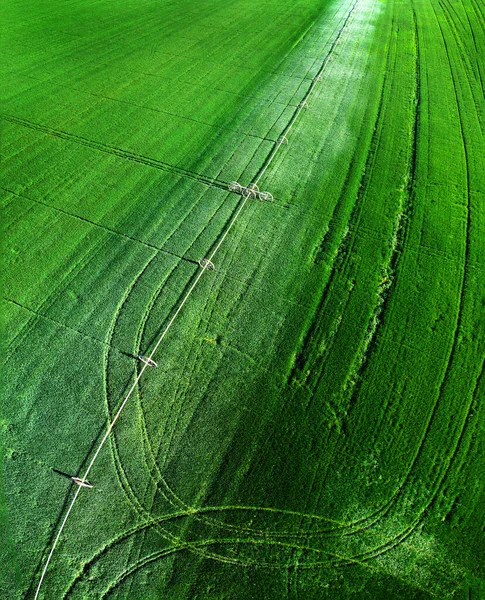 Воздушный Обзор Беспилотника Летящего Над Зеленым Сельскохозяйственным Полем Выращивающего Урожай — стоковое фото