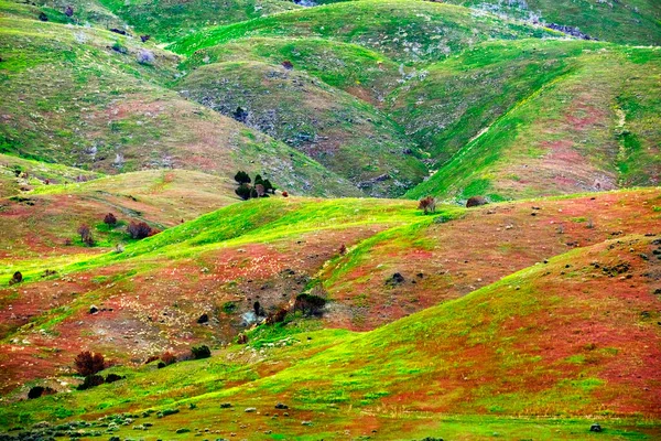 Baharda Vejetaryen Büyüyen Bitkilerle Yuvarlanan Yeşil Tepeler — Stok fotoğraf