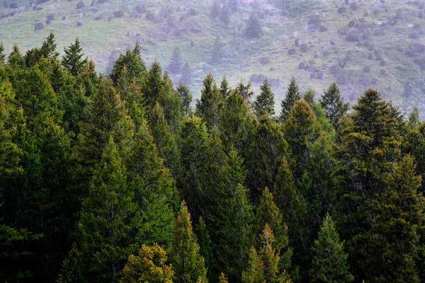 Wald Mit Grünen Kiefern Berghang Mit Regen — Stockfoto