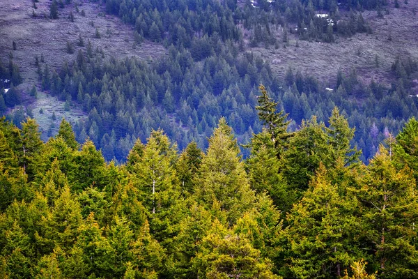 Lesní Lesní Les Zelených Borovic Úbočí Hory Deštěm — Stock fotografie