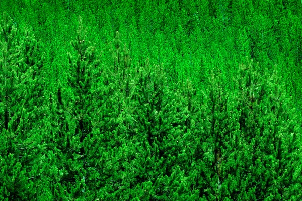 Floresta Pinheiros Verde Exuberante Montanhas Selvagens Crescimento Meio Ambiente — Fotografia de Stock