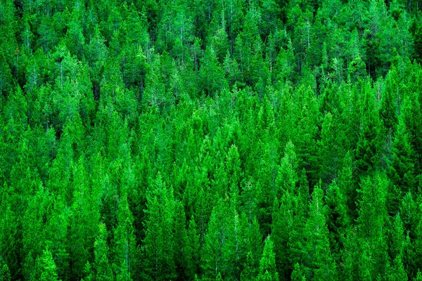 Floresta Pinheiros Verde Exuberante Montanhas Selvagens Crescimento Meio Ambiente — Fotografia de Stock