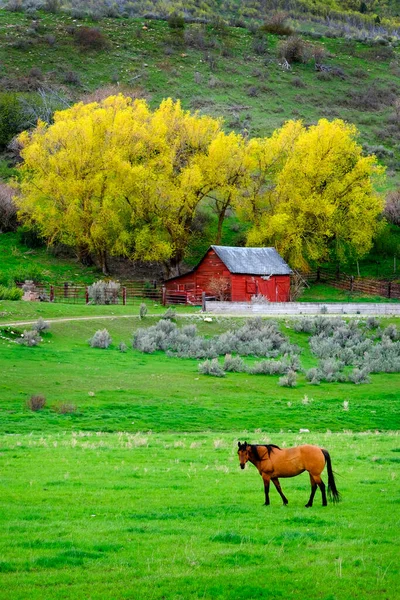 Cavalo Que Alimenta Campo Verde Prado País Com Celeiro Vermelho — Fotografia de Stock