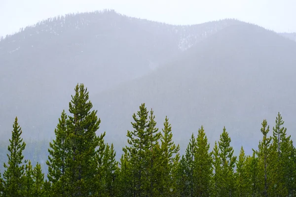 Pins Dans Forêt Sauvage Pendant Tempête Neige — Photo