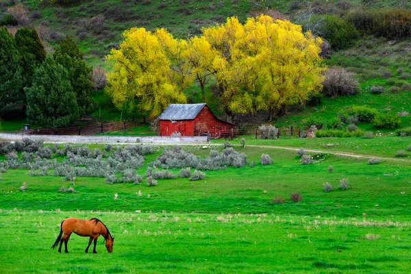 Cavalo Que Alimenta Campo Verde Prado País Com Celeiro Vermelho — Fotografia de Stock