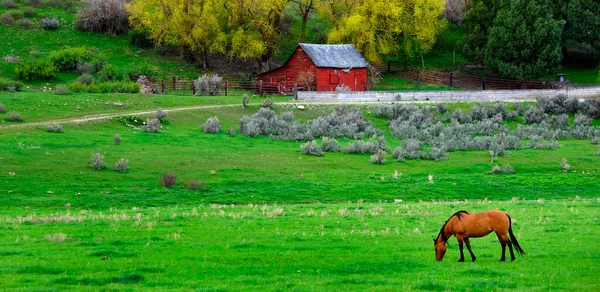 Cavalo Que Alimenta Campo Verde Prado País Com Celeiro Vermelho — Fotografia de Stock