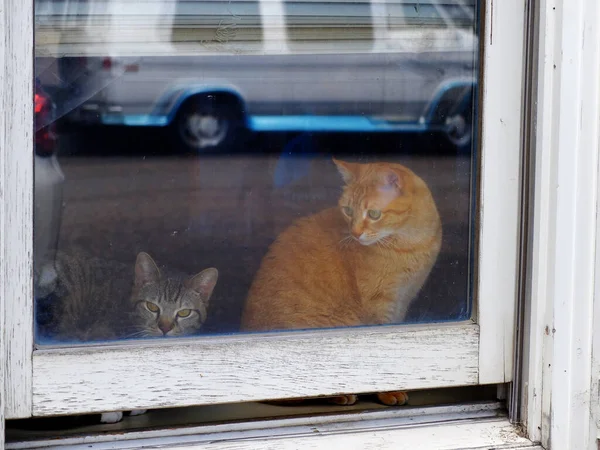 Katten Een Raam Van Een Huis Appartement Uitkijkend — Stockfoto