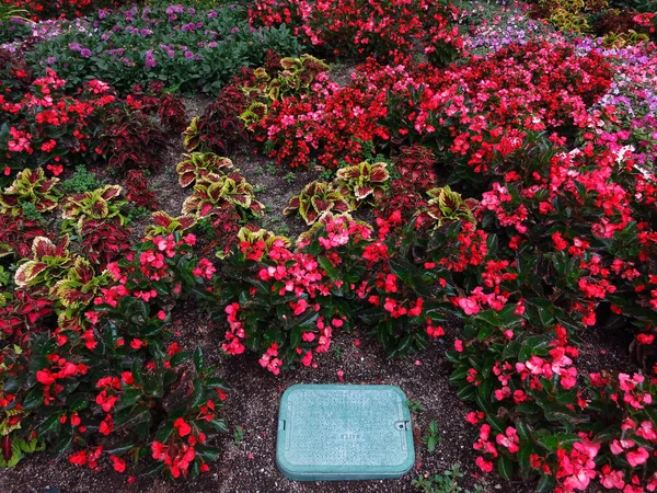 Plantas Coloridas Decorativas Del Jardín Flores Con Hierba —  Fotos de Stock