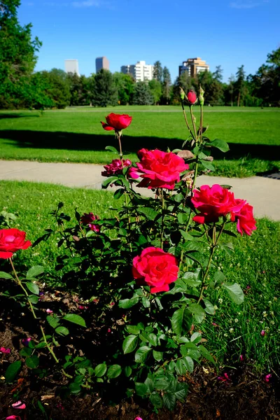 Rosas Coloridas Rosa Garde Com Grama Verde Exuberante Árvores Uma — Fotografia de Stock