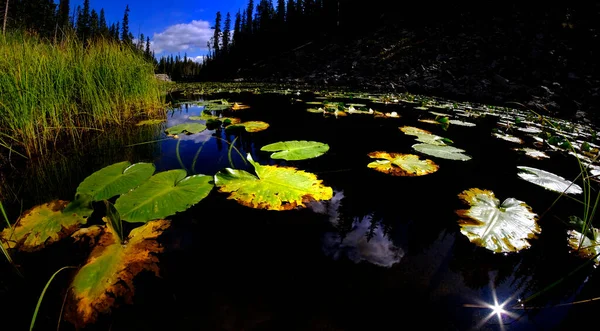 Lily Pads Dark Water Sunlight Glowing Detail Reflecting Sky Pine — Stock Photo, Image