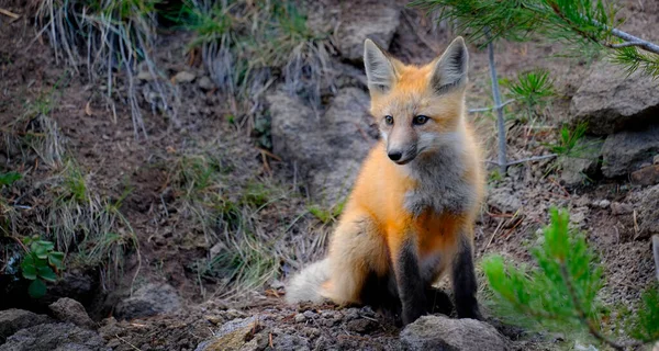 デン荒野の動物の尻尾と耳の近くの野生のキツネ — ストック写真