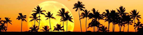 Tropical Palm Trees Silhouette Silhouetted Sunrise Sunset — Fotografia de Stock