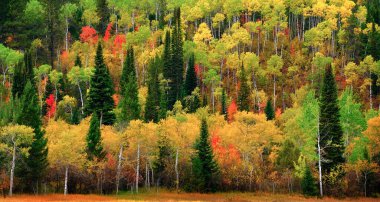 Aspen ağacı ve çam ağaçları ormanları vahşi dağları ormanlaştırır.