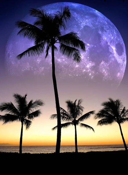 Tropical Palm Trees Silhouette Sunset Sunrise Moonrise Full — Stock Fotó