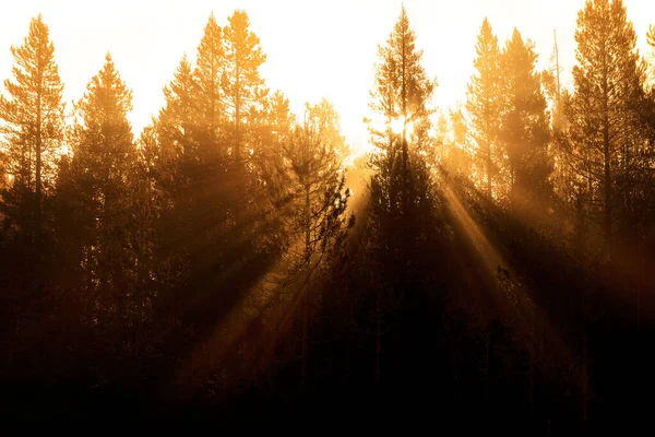 Promienie Słońca Przepływające Przez Sosny Lesie Mglistą Mgłą Poranne Ciepło — Zdjęcie stockowe