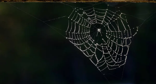 Spinnenweb Met Druppels Dauw Hangend Aan Een Houten Leuning Tegen — Stockfoto