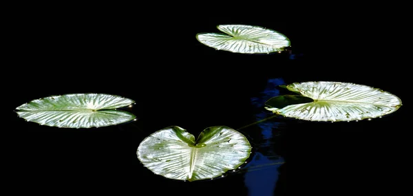 Lilienkissen Dunklen Teichwasser Mit Detail Leuchtendem Sonnenlicht — Stockfoto