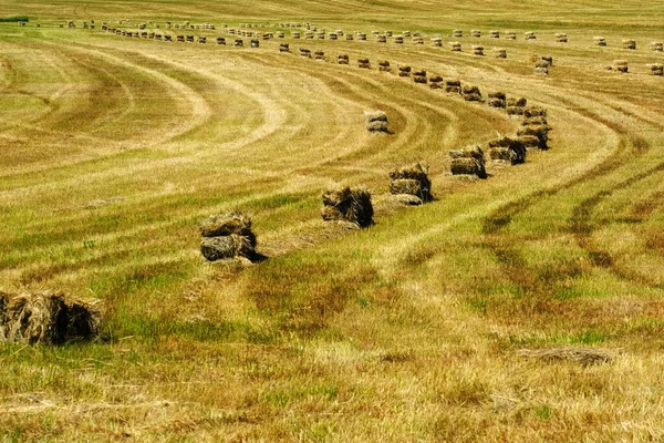 Bales of hay or straw with two strings harvesting in farm field ready for loading