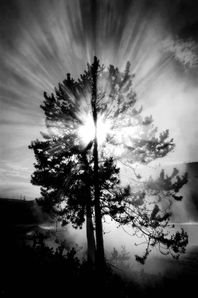 Steam Tree Sunlight Rays Sunshine Sun Sky Black White — ストック写真