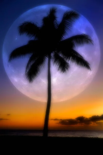 Dreamy Misty Palm Trees Silhouetted Sunset Ocean Beach Tropical Location — 图库照片