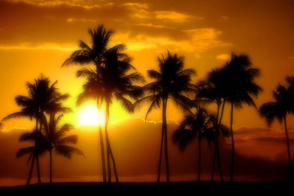 Dreamy Misty Palm Trees Silhouetted Sunset Ocean Beach Tropical Location — 스톡 사진
