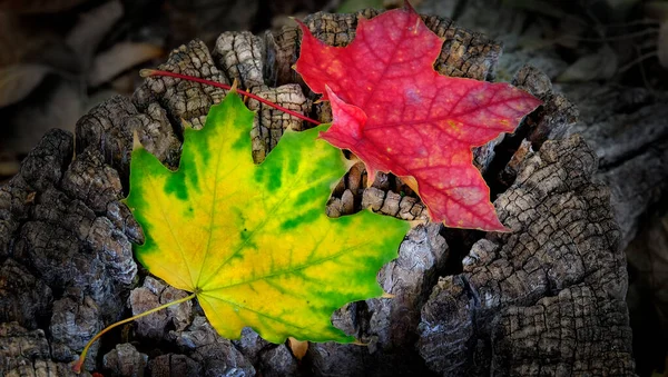 Feuilles Érable Tombées Sol Souche Arbre — Photo