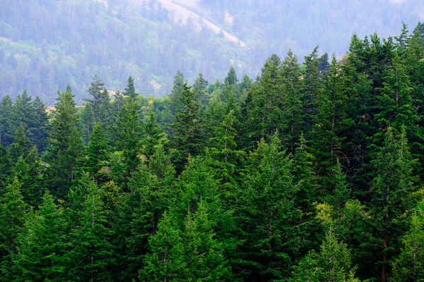 Lush Green Forest Pine Trees Rain Mountains Wilderness — Stockfoto