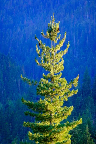 Lush Green Forest Pine Trees Mountains Wilderness Growth Environmental — Photo