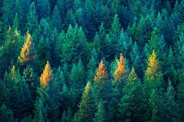 Lush Pine Tree Forest Golden Evening Light — Stockfoto
